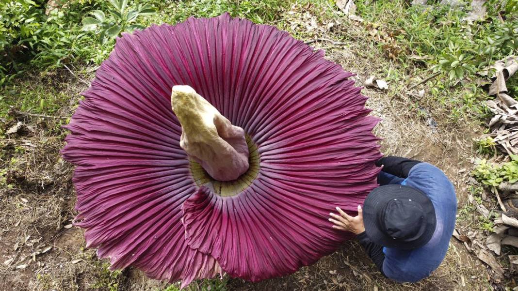 Dünyanın en kötü kokulu 'leş çiçeği' açtı! Kokudan kimse yanına yaklaşamıyor 16
